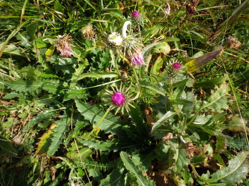 Carduus carlinifolius